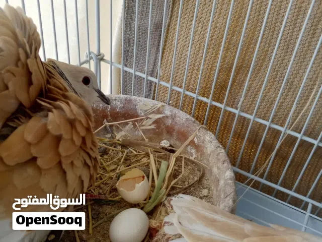 يمام هولندي وينام عادي مقنبر وغير مقنبر اجواز ومخاليف وفراخ