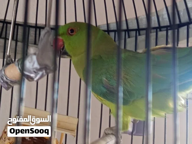 ببغاء الذره للبيع