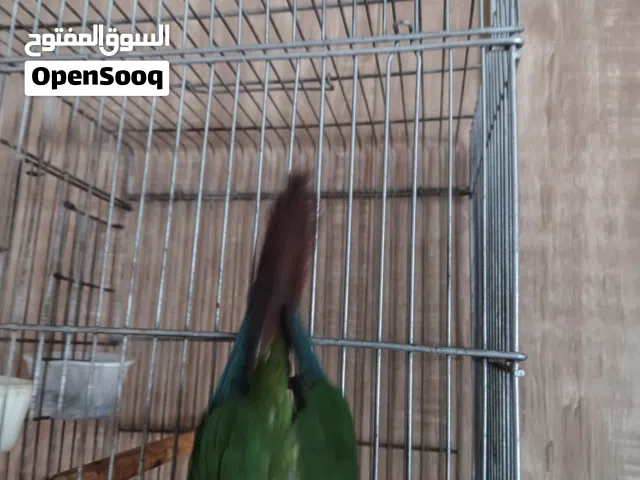 كونيور اليف جدا يركص العمر 5 اشهر تقريبا