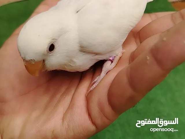 فرخ غندوره ألبينو عيون حمر أنتاجي