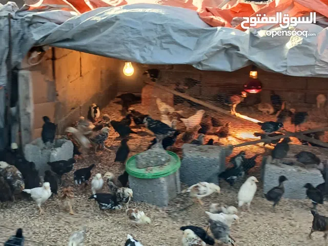 كتكوت عربي للبيع كاش أو تحويل