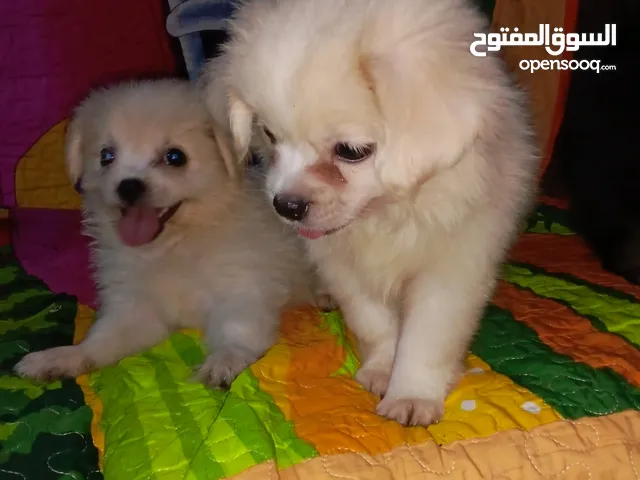 جراوي جريفون الماني وفرنساوي تربيه بيتي لعبيين جدا بياكلو اكل البيت ومتعودين علي الليتر بوكس