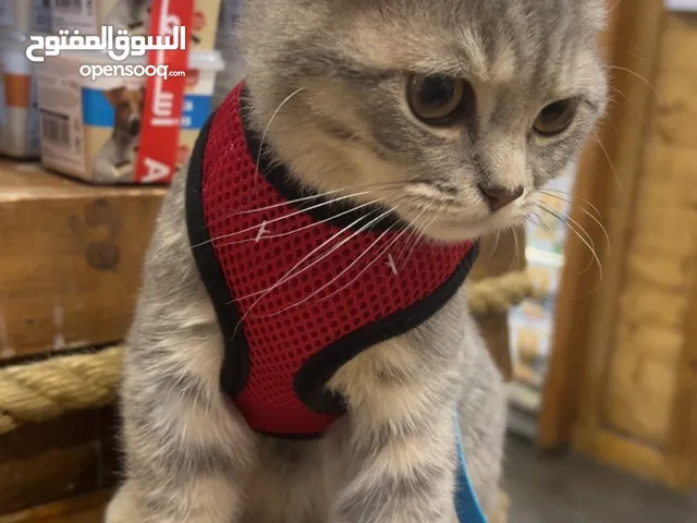 سكوتش فولد شورت هير للبيع مع اغراضه قابل للمساومة ذكر عمره 6 اشهر