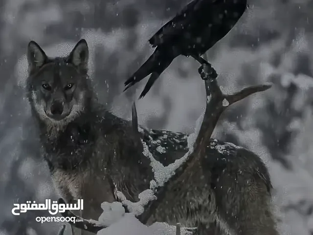 معتز