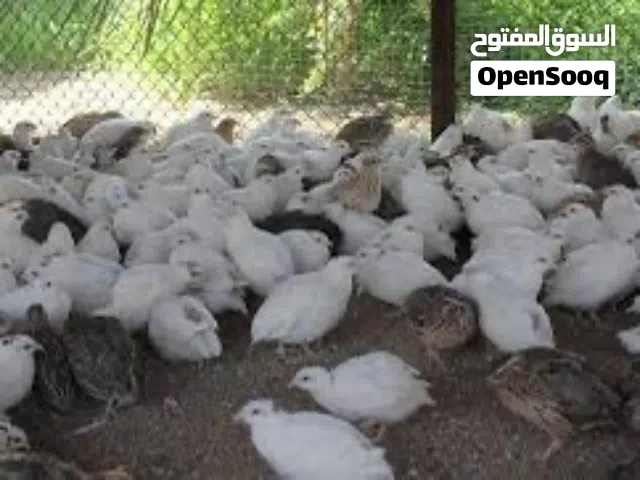 سمان صيني الحبه بريال