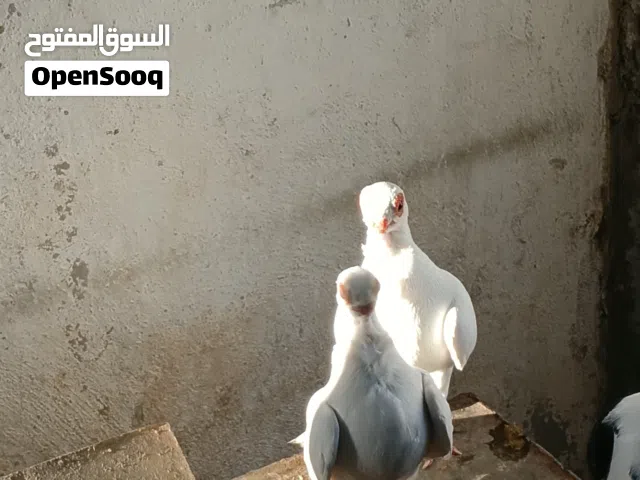 جوز بولندي للبيع