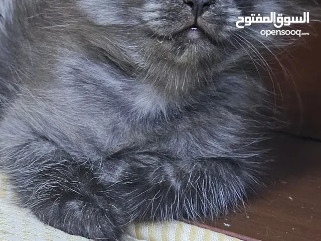 sherazi kitten for adoption