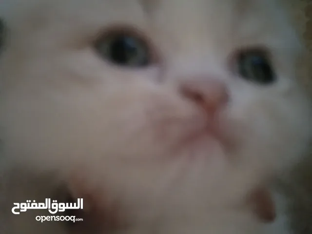 قطط للبيع عمر شهر ما شاء الله بجننو و متعودين على أكل الدراي فود