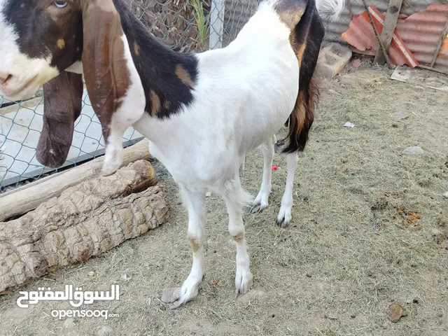 صخلة سوريه درجة اولة ابو الخصيب