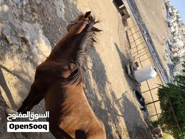 حصان للبيع