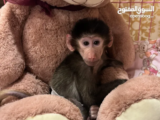 قرد اليف للبيع