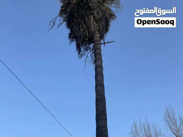 نخلة بطول اكثر من 10 متر