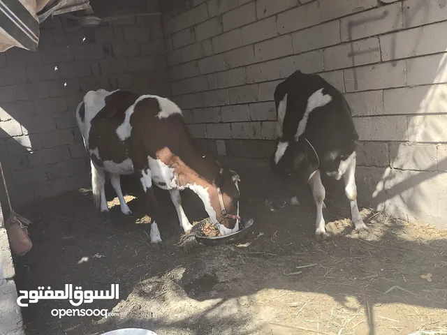 بقر عليها خمس اشهر هي وياها للبيع