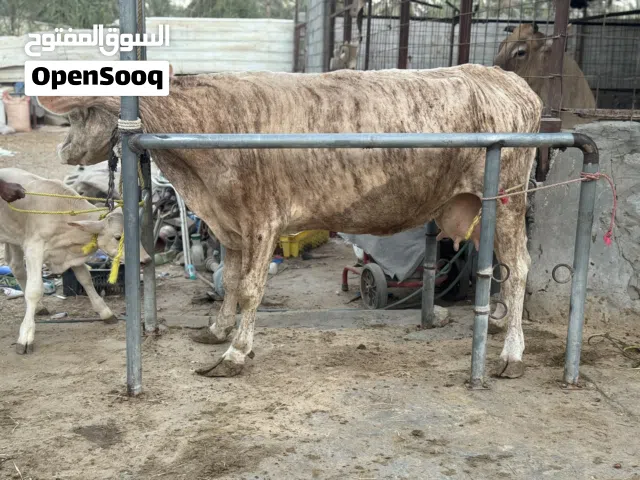 بقره دنماركية فاخره صنف لاهل الصنف