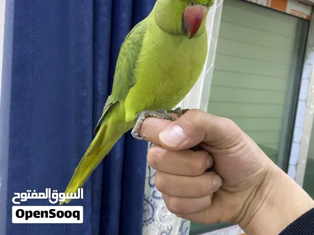 ببغاء دره هندي مخلف بسعر حرق