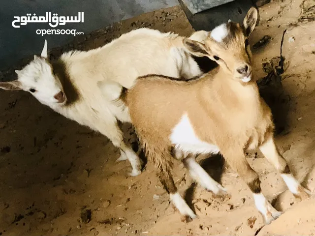 عنز قبرصي نوع قزمي حاجه ربي يبارك جديان خوت بسم الله مشاء الله عمر خمسه شهور لون مرغوب