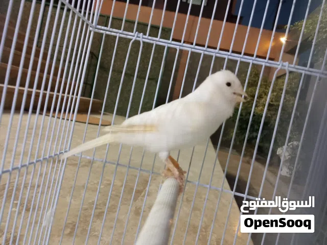دكر كناري لا قوه الا بالله صحه ونظافه ريشه