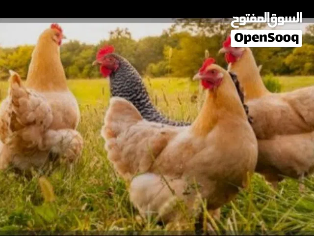 موجود 40 فرخه تقريبا فرخات وديوك مبين الفرخه من الديك عمره شهرين ونص حجمهن اكبر من عمرهن فروخ بلدي