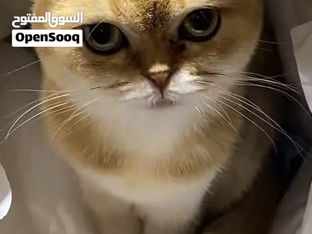 قطة سكوتش بيور أنثى لونها يجنن وبيبي فيس