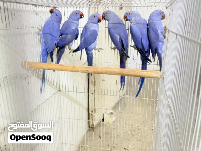 درات هندي مال تكاثر