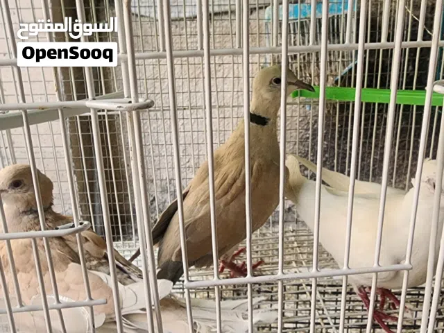 يمام مطوق  قماري  جولبه  حمام