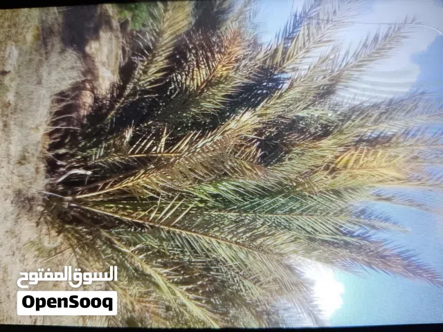 فساءل نخلي مشاء الله