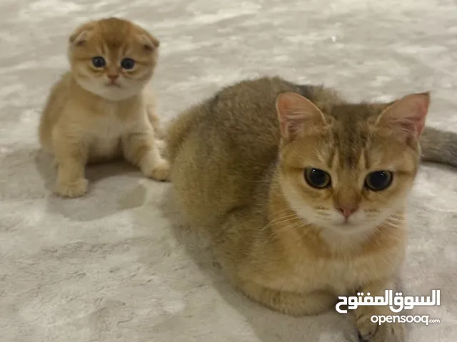 قطه سكوتش ستريت قولد السعر قابل للتفاوض