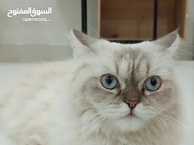 قطط هملايا