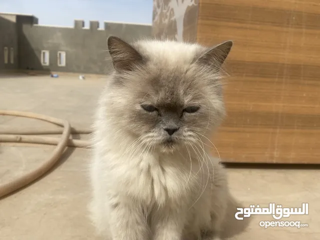 عندها صغار