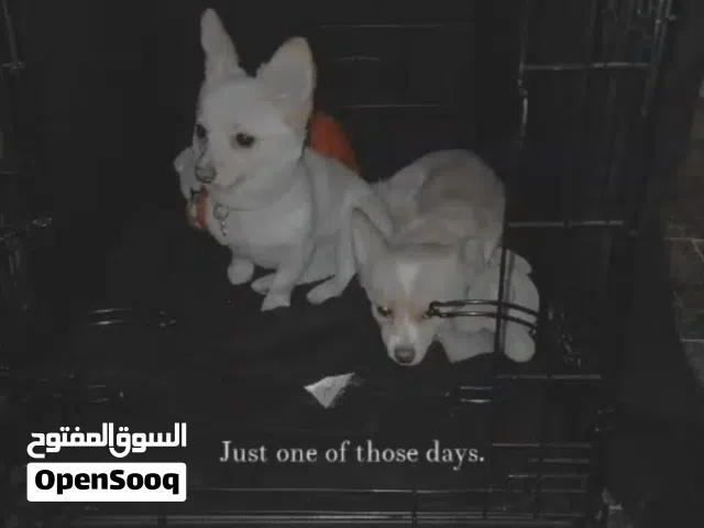 شيواوا نثيات و النوع طويله الشعر وحده عمرها سنه و الثانيه سنتين