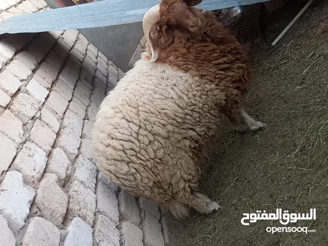 خروف وطني بسم الله ماشاء الله. تني ياكل بروحه من العيد يلي فات . الزاوية