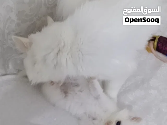 قطط شيرازي الصغير عمرها شهر بيع سوا مع الام
