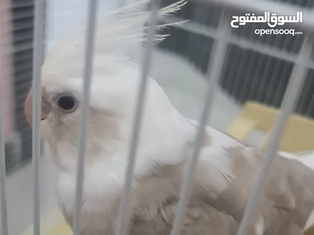 كوكتيل أليف