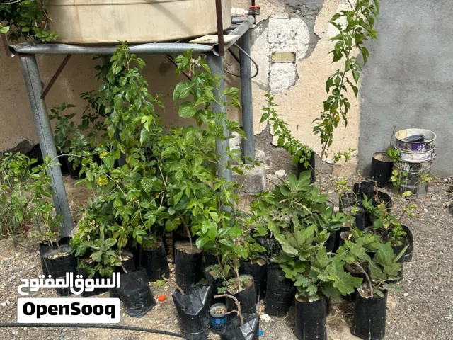 للبيع شتلات فرصاد وتين وشخاخ