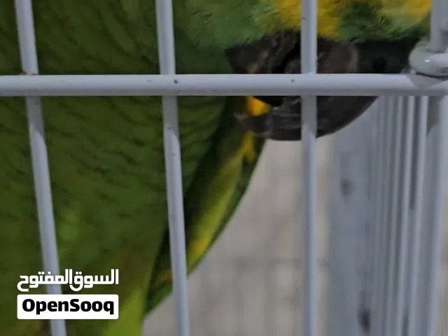 ببغاء امازوني بلوفرنتد للبيع