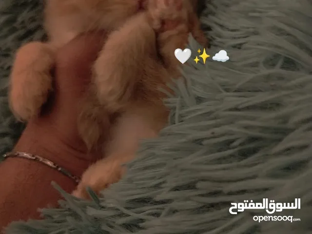 قطط هملايا عمر 45 يوم مستوى عالي نضافه وصحه فول مع مسلتزمات كامله وبيهه مجال مكاني حي القاهر
