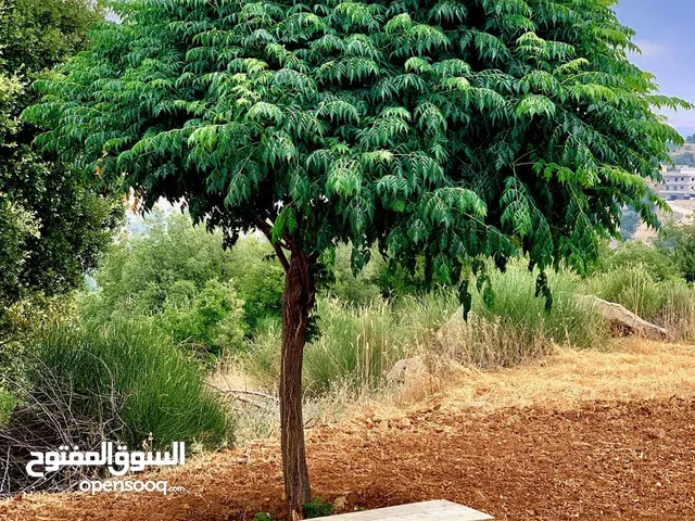 اشجار بيتيه