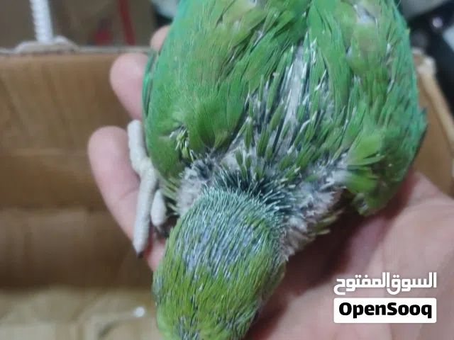 ببغاء دره هندي أفراخ للبيع تبزيرعراقي شرط الصحه والنظافة  العدد 3