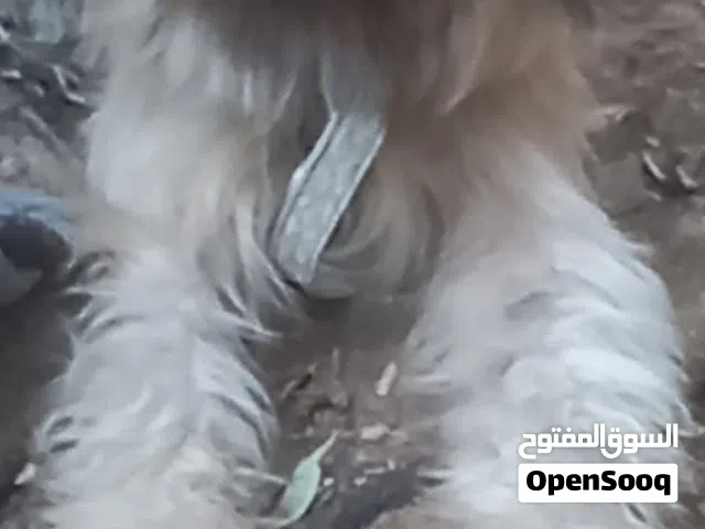انثي شيتزو