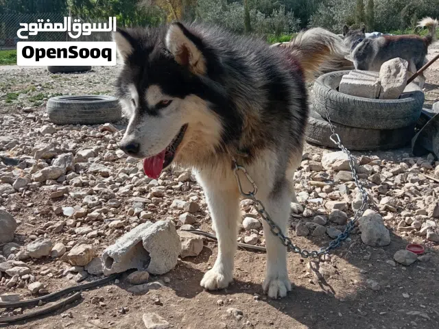 ذكر هاسكي مالوت للبيع