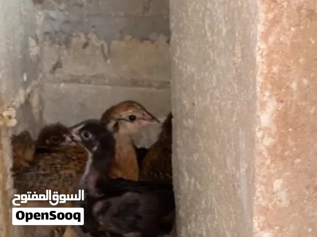 فرخات عمر شهرين و عشر ايام