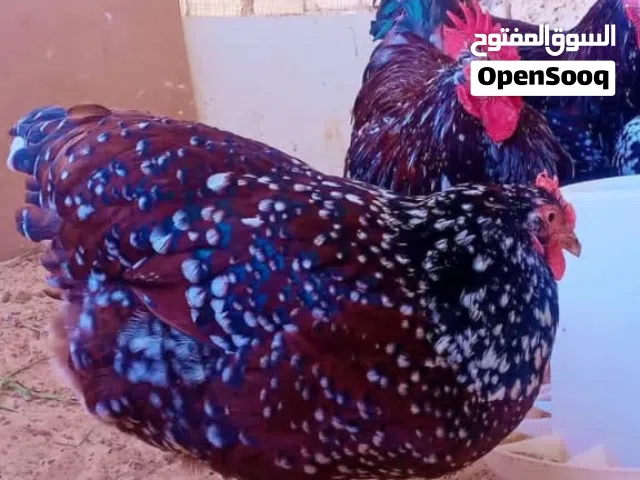 كتكوت  سايكس زهري  وبليموت روك امريكي
