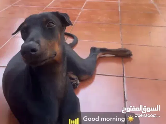 دوبرمان أنثى