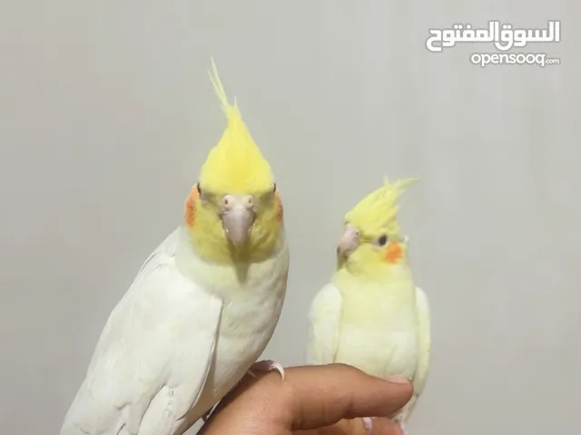 سلام عليكم زوج كوكتيل شكري عيون حمر اليفات طينه نثيه وفحل مزاويج مكاني بغداد حي اور