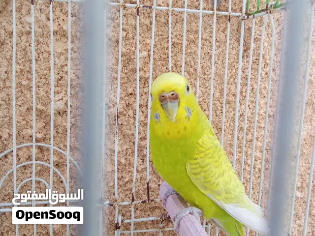 إنتي بقلينو للبيع
