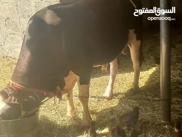 بيع أبقار عمانية