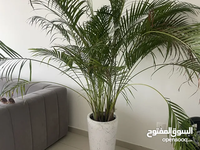 Beautiful large indoor potted plant