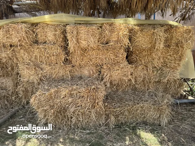 قصيبه للبيع الطول 90 بال مشحوط