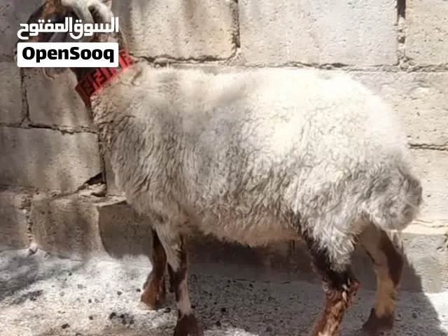 اضحيه عقيقه ذبيحه للبيع الموقع سحاب