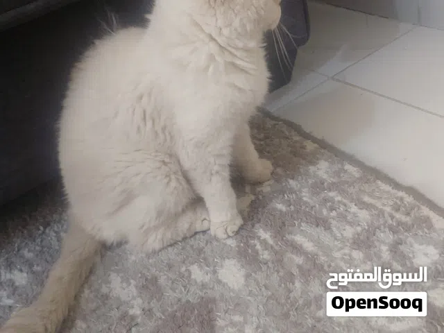 سكوتش فولد بيور جمجمة عريضة